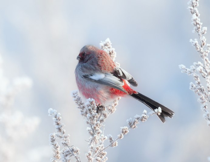 Carpodacus sibiricus урагус