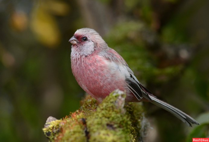 Урагус ареал