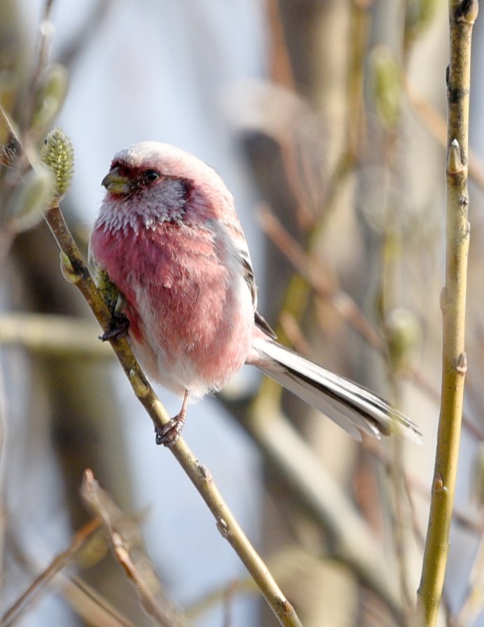 Урагус сибирикус