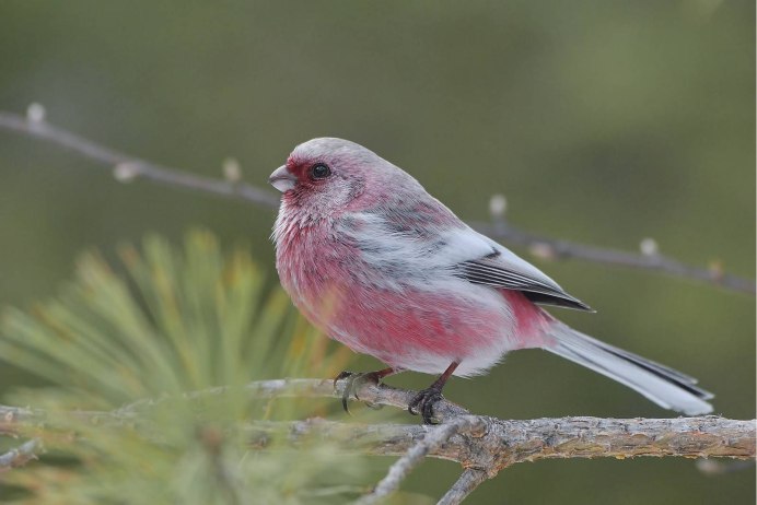 Урагус птица