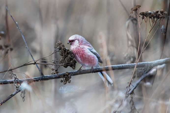 Урагус длиннохвостый