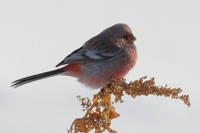 Птичка с красной грудкой