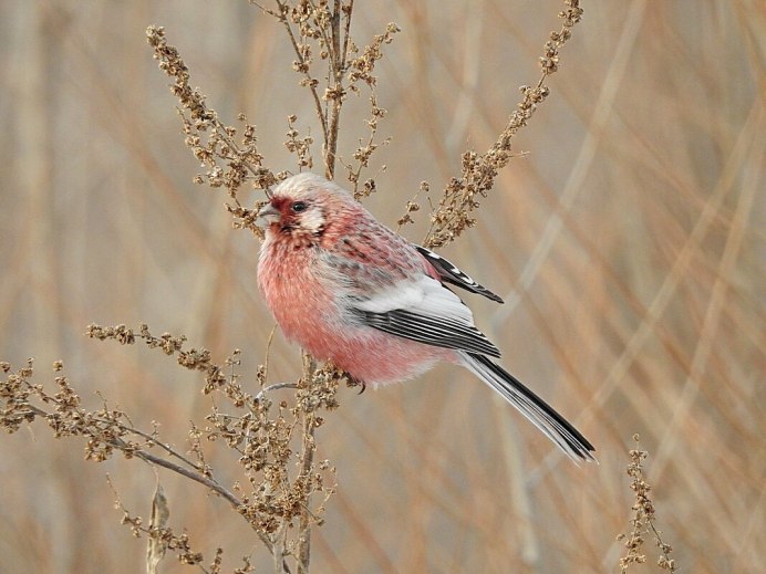 Урагус птица
