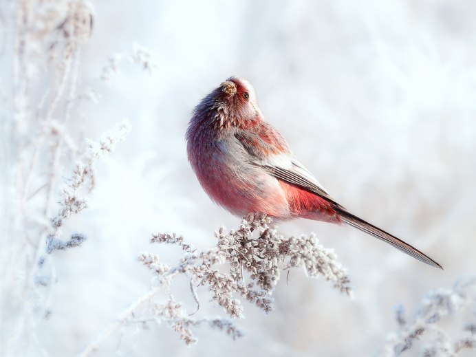 Урагус среда обитания