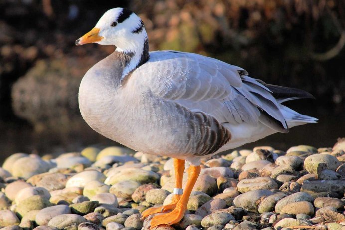 Bar-headed Goose