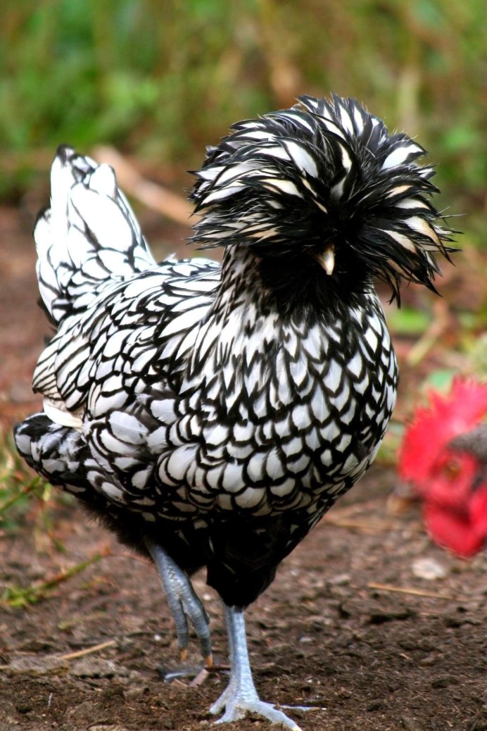 Гибискус Bantam Rooster