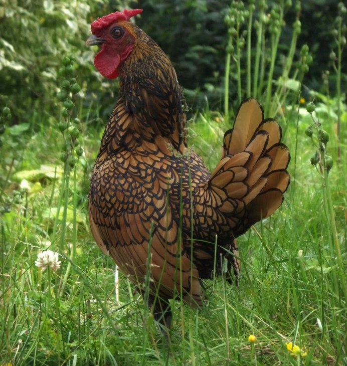 Gallus Gallus spadiceus