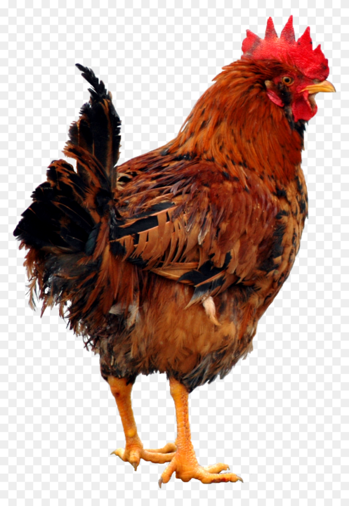 Курица картинка