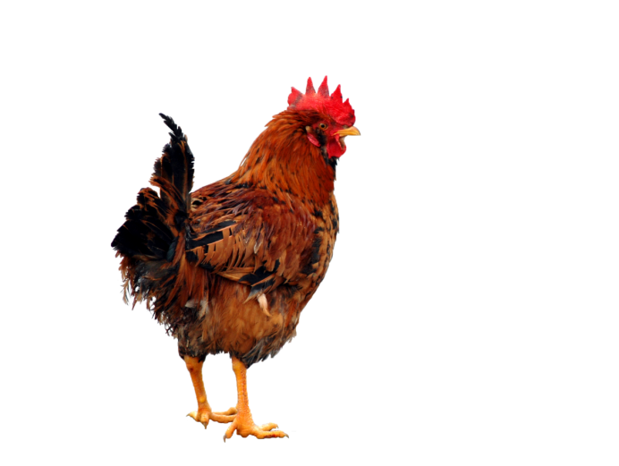 Chicken без фона