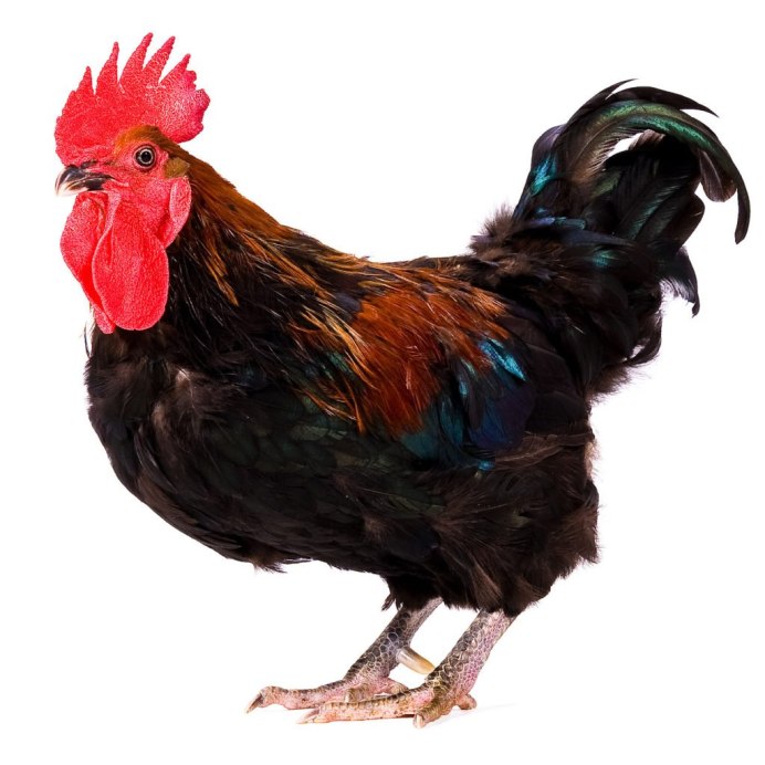 Hen картинка на прозрачном фоне