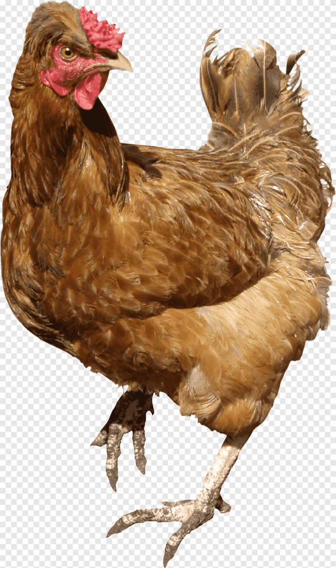 Чикен Сонг