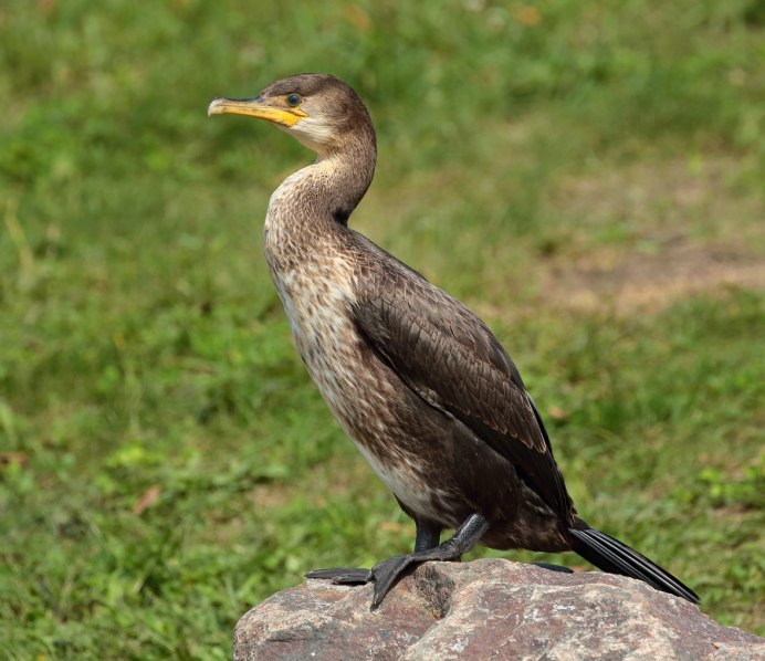 Phalacrocorax capillatus