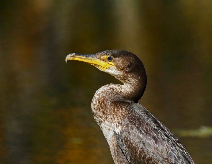Phalacrocorax capillatus
