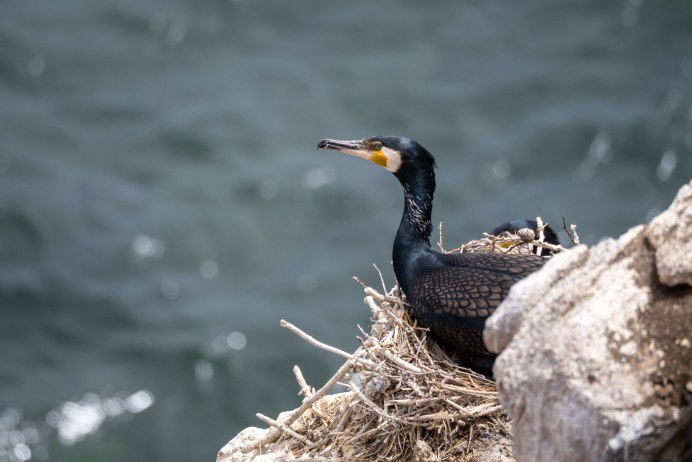 Phalacrocorax Carbo птица