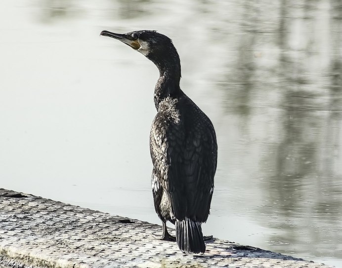 Японский Баклан Phalacrocorax capillatus