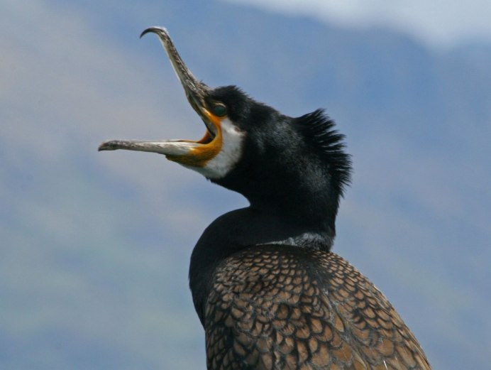Большой Баклан Phalacrocorax Carbo