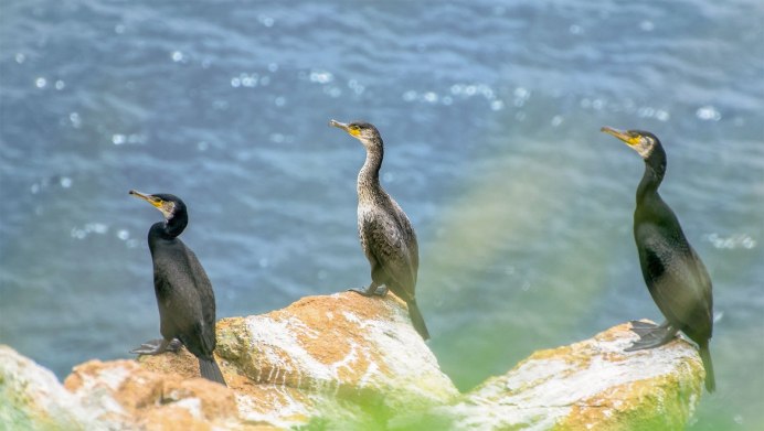 Японский Баклан Phalacrocorax capillatus