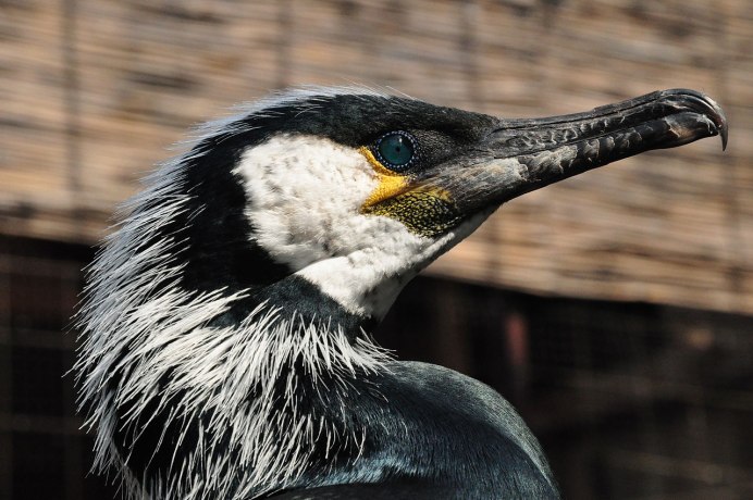 Phalacrocorax sulcirostris