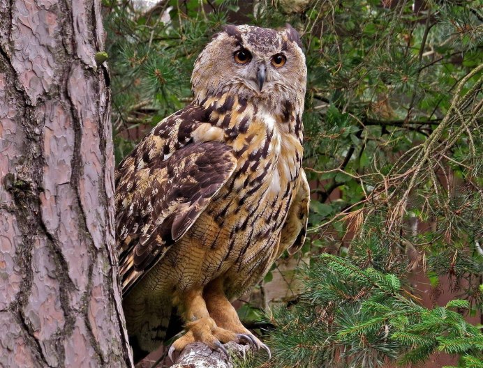 Филин обыкновенный (Bubo Bubo)