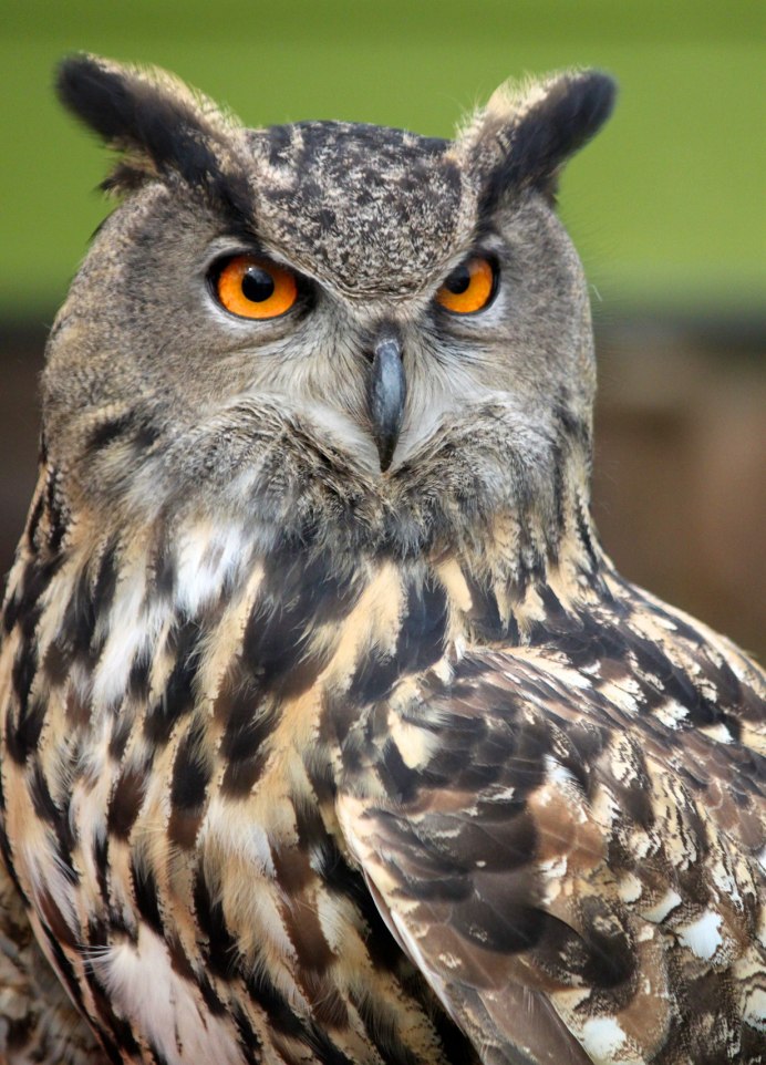 Обыкновенный Фи́лин ( Bubo Bubo)