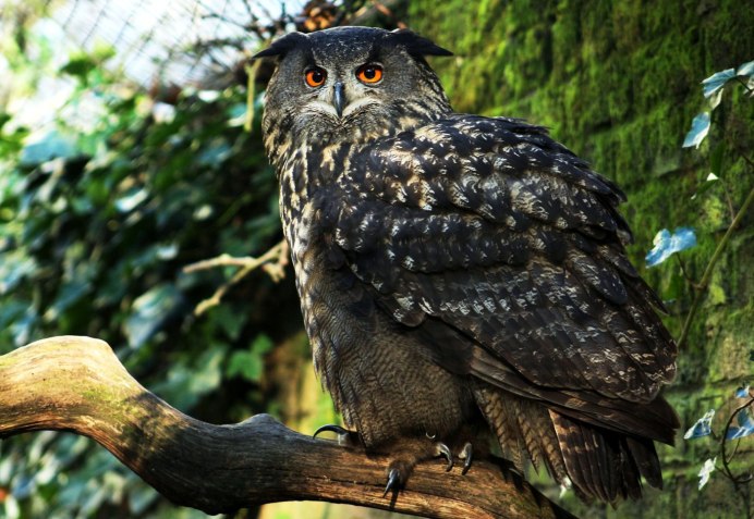 Филин Bubo Bubo с добычей
