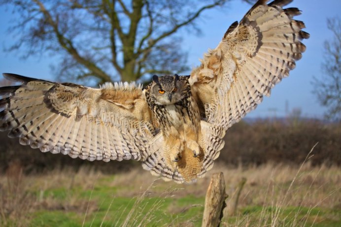 Филин обыкновенный (Bubo Bubo)