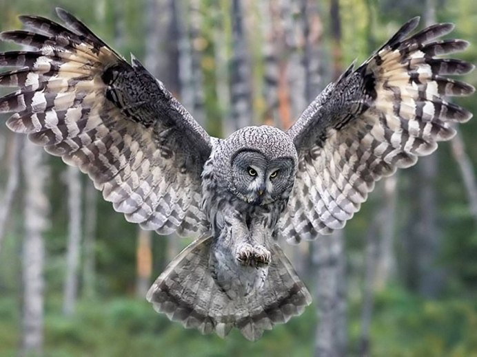 Филин Bubo Bubo