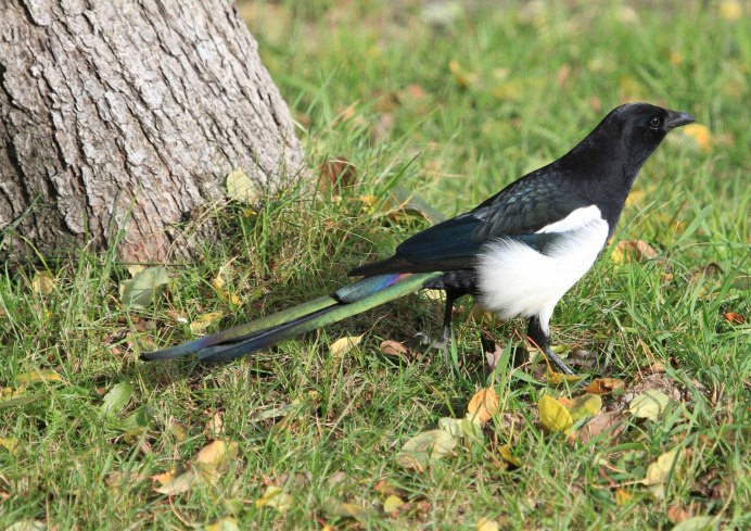 Сорока в природе