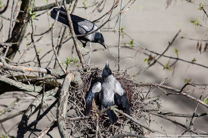 Обыкновенная сорока (pica pica),