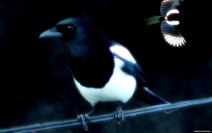 Австралийская певчая сорока