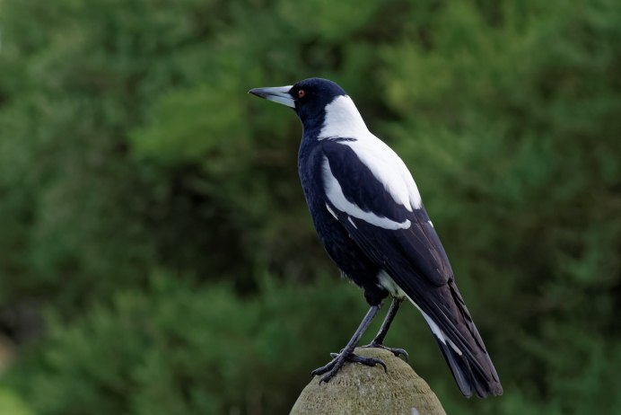 Лесная сорока фото