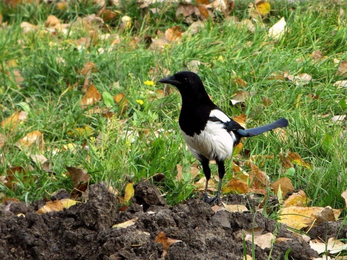 Черная сорока фото