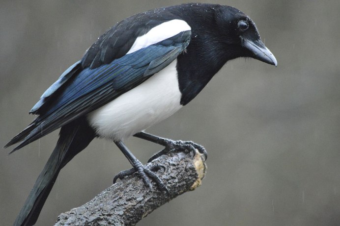 Рисунки викторианской эпохи птицы