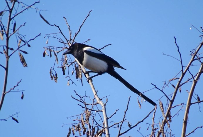 Kamtschatica pica pica