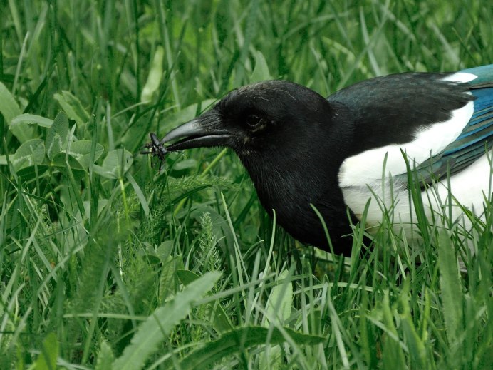 Австралийская сорока Магпай