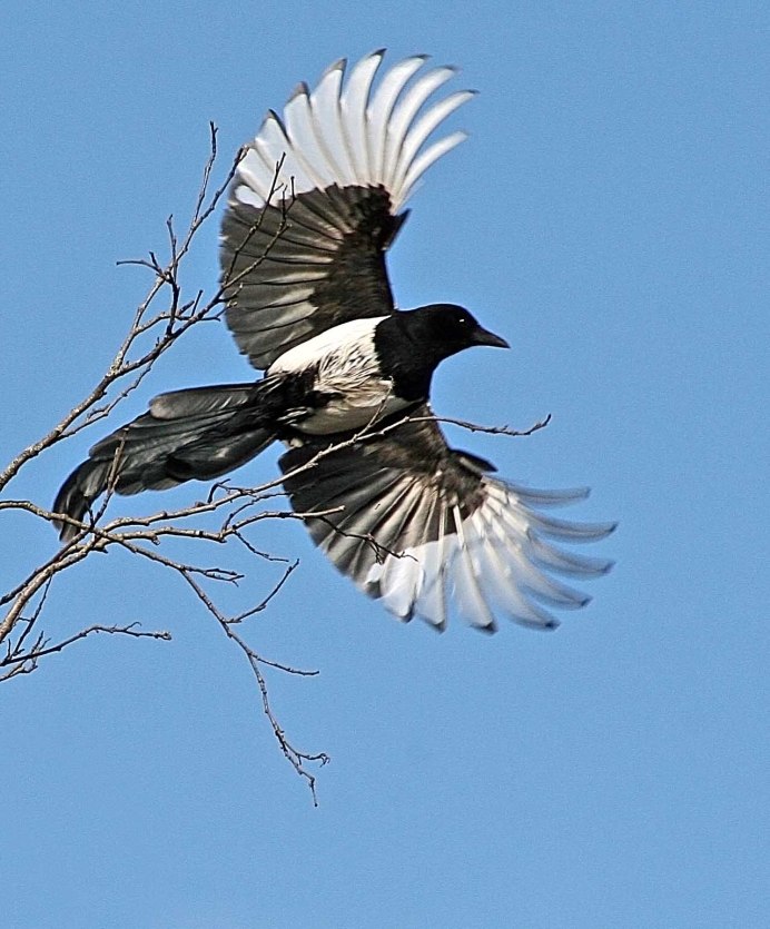 Сорока Пингвин Блум
