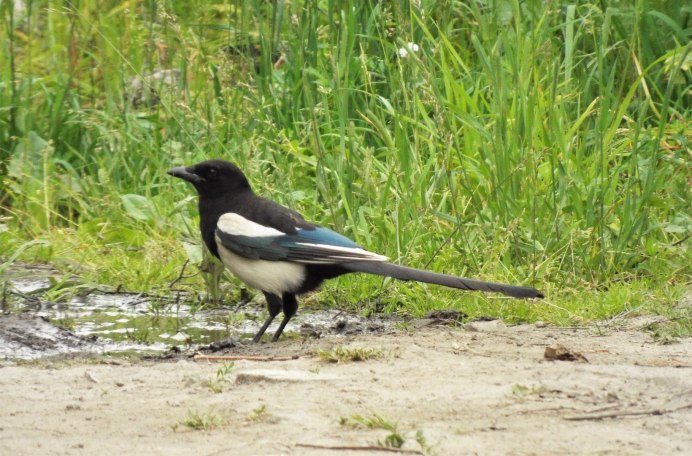 Лесная сорока