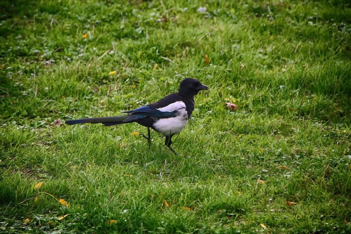 Сорока белобока птица