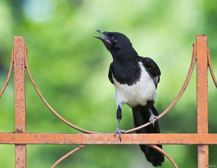 Боровая сорока