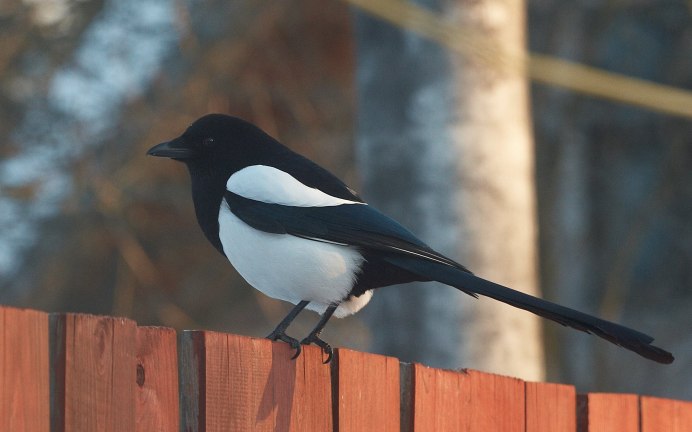 Птица стрекочет