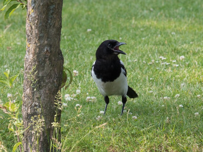 Сорока на верхушке дерева