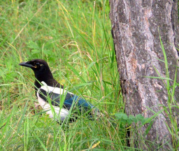 Черные птицы Ставропольского края