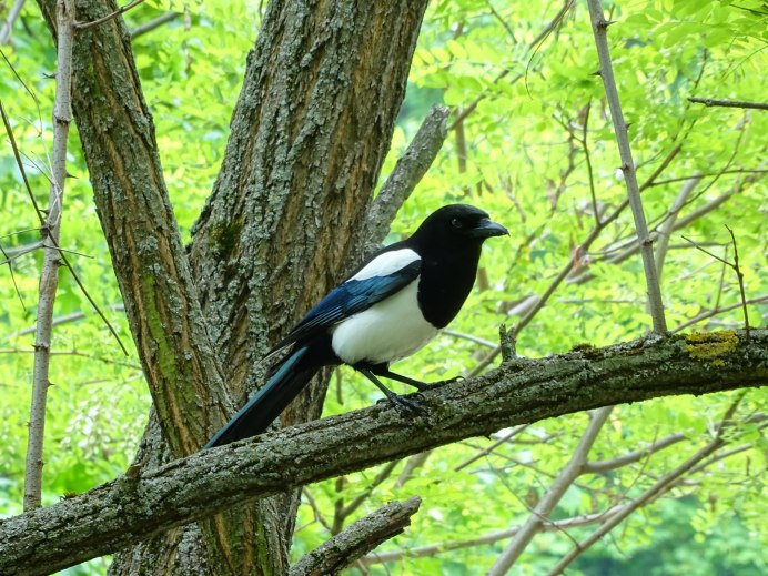 Крылья сороки