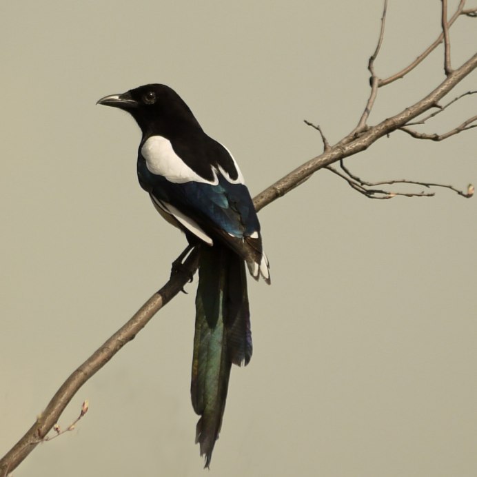 Сорока белобока птица