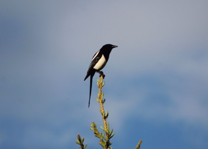 Калифорнийская сорока