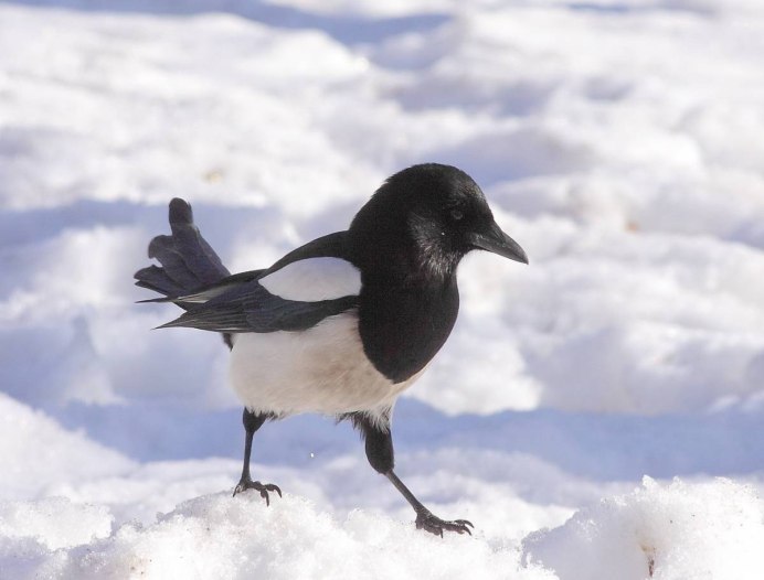 Сороки и вороны