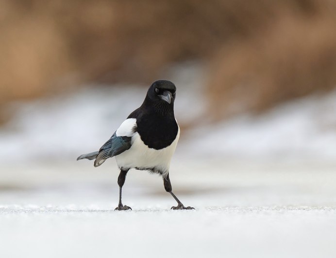 Сорока Россия