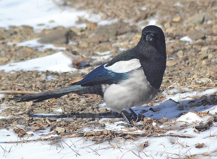 Сорока птица