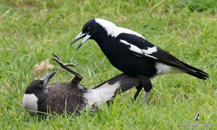 Вешница сорока мифология