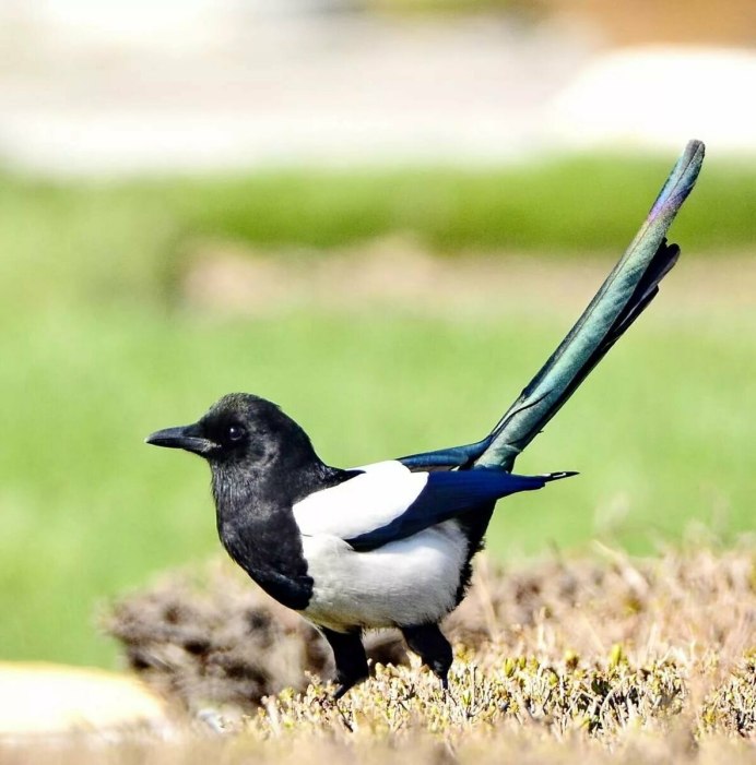 Обыкновенная сорока (pica pica),